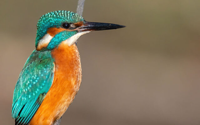 Tibor Leiter, Eisvogel